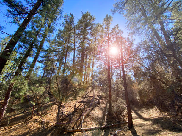 istock tall trail trees hiking shadow forest sunlight mountain sun ground sunny hike path shadows trails afternoon 1394301155