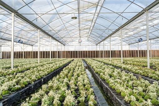 Nursery stock warehouse in agricultural heat preservation shed