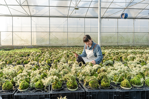 A female farmer is checking the seedlings with a tablet computer in the greenhouse warehouse