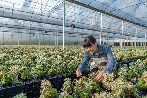 A female agricultural worker arranges seedlings in a greenhouse warehouse