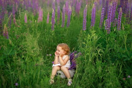 A cute funny happy red-haired girl is sitting on a basket of flowers and smiling gently. A child in a field with tall purple lupines. Harmony with nature. World Children's Day.