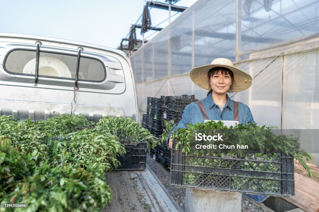 A female worker carries seedlings from the car to the greenhouse plant warehouse Agriculture Stock Photo
