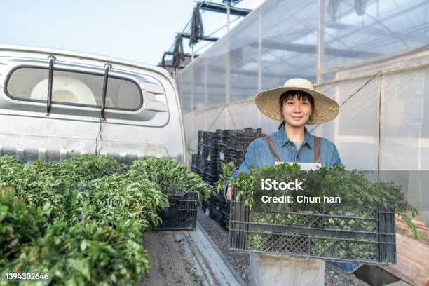 A Female Worker Carries Seedlings From The Car To The Greenhouse Plant Warehouse Stock Photo - Download Image Now