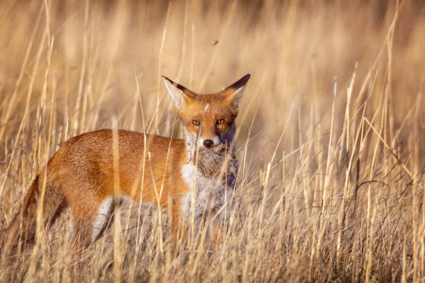 raposa vermelha (vulpes vulpes) - introduced species - fotografias e filmes do acervo