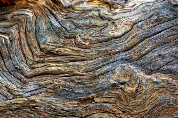 Photo of Bark texture