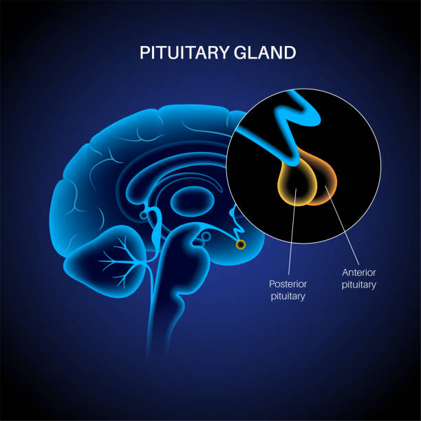 Hypothalamus Example 1.500+ Hypothalamus Ilustraciones de Stock, gráficos vectoriales libres ...