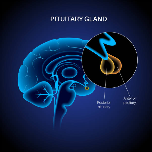ilustrações de stock, clip art, desenhos animados e ícones de pituitary gland anatomy - hypothalamus