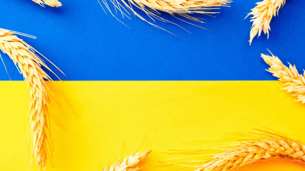 ucraina bandiera grano sfondo. simbolo ucraino con spiga di grano isolato sullo stendardo giallo della bandiera blu. sostieni il concetto di ucraina. - wheat bundle bouquet food foto e immagini stock