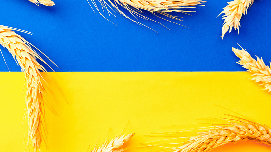 Ukraine flag wheat grain background. Ukrainian symbol with wheat grain ear isolated on yellow blue flag banner. Support Ukraine concept.