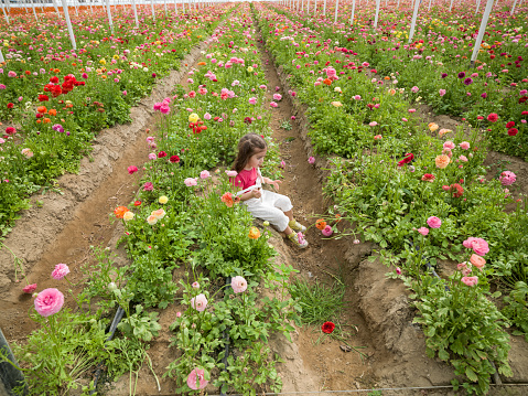 Photo of 3,5 years old girl wearing a pink t-shirt having good time in flower garden. Multi colored ranunculus flowers are seen around. Shot under daylight.