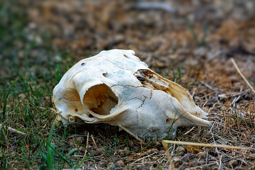 Skull of a domestic sheep in a paddock
