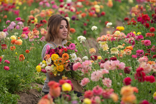 Photo of mature adult woman picking up ranunculus flowers in horticulture garden. Multi colored ranunculus flowers are seen around and as a bouquet in model's hands. Shot under daylight.