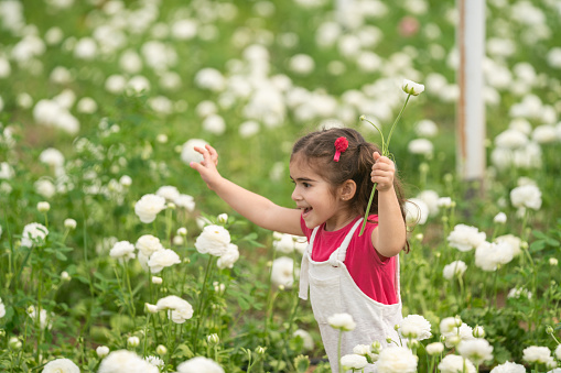 Photo of 3,5 years old girl wearing a pink t-shirt having good time in flower garden. Multi colored ranunculus flowers are seen around. Shot under daylight.