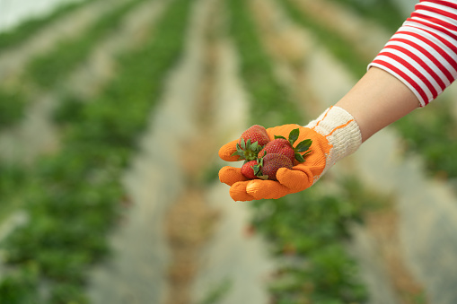 Close up photo of human hand in gardening glove holding few ripe strawberries in greenhouse. Shot under daylight.