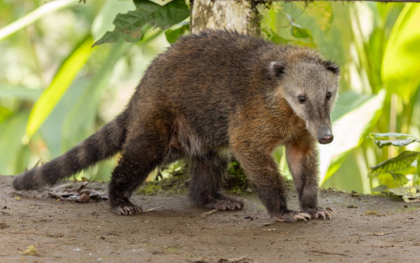 istock Western Mountain Coati in Ecuador 1394312931
