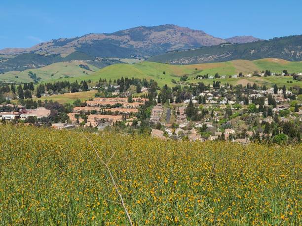 wildflowers on the mt diablo foothills in danville, california - mt diablo state park california san francisco bay area suburb imagens e fotografias de stock