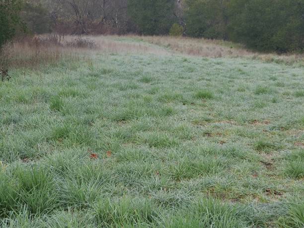 frosted grassland, san ramon valley, california - mt diablo state park california san francisco bay area suburb imagens e fotografias de stock