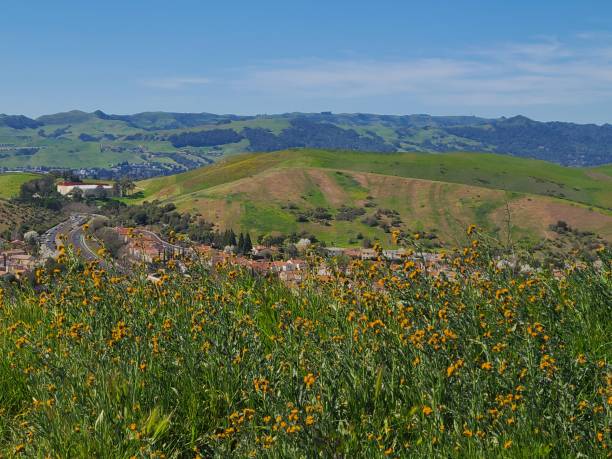 wildflower meadow overlooking into san ramon valley, california - mt diablo state park california san francisco bay area suburb imagens e fotografias de stock