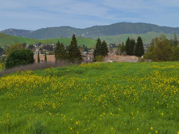 wild mustard blooming in the hills, san ramon, california - mt diablo state park california san francisco bay area suburb imagens e fotografias de stock