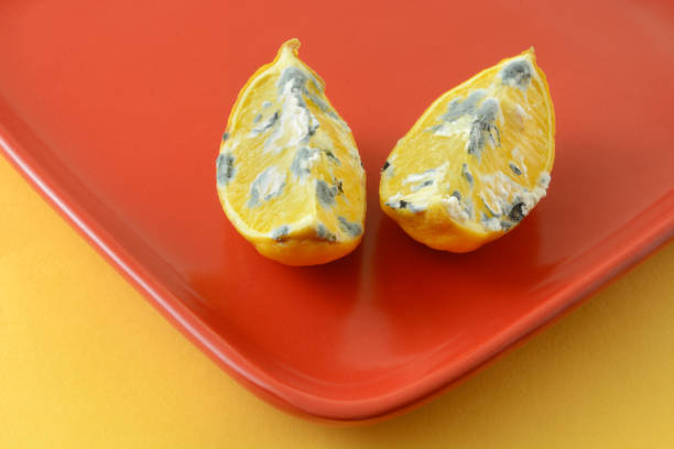 Two moldy lemon wedges on red plate on yellow background