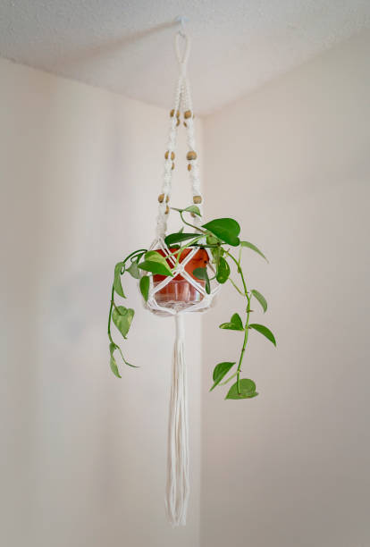 Pianta di Pothos in un appendiabiti Macrame - foto stock