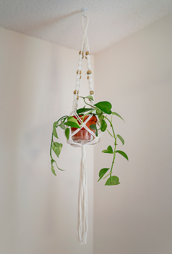 Small pathos plant in a macrame hanger in the corner of a room