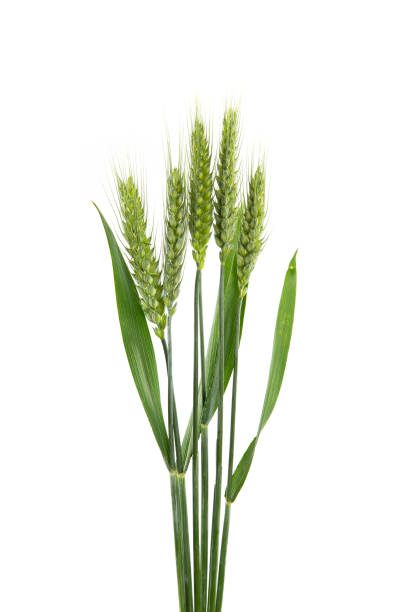 istock green wheat isolated on white background. 1394323802