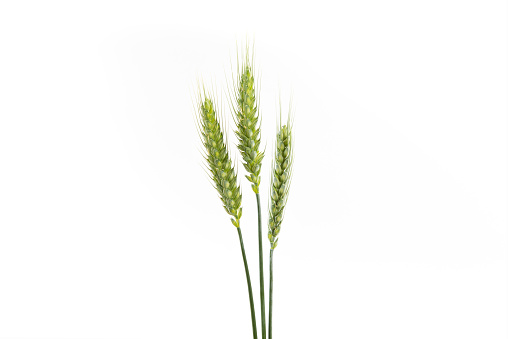 green wheat ear isolated on white background.