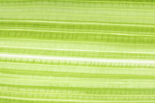Full frame shot of green leaves. Textures and patterns of leaf.
