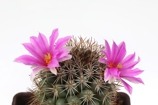 Pink cactus flowers on a white background. close-up have copy space.