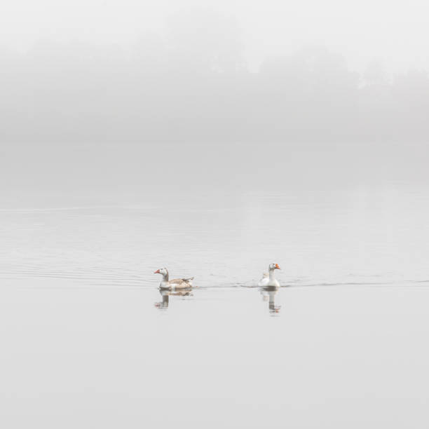 istock Geese at the lake. 1394329305
