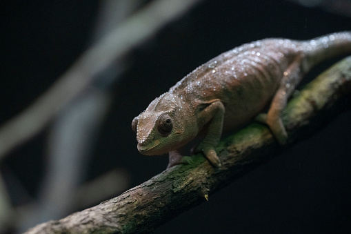 Close-up of a panther chameleon in the wild.