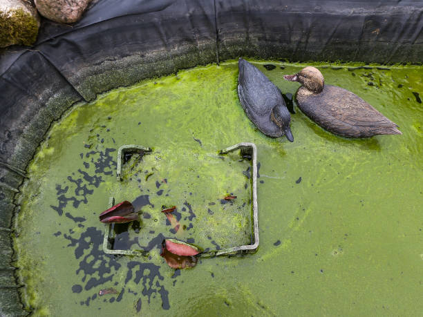istock Pool with green water, water lily and artificial ducks on a spring day. 1394332936