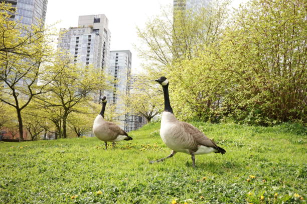 Vancouver, British Columbia; a collection of photos showing a pair of Canadian geese playing in the park