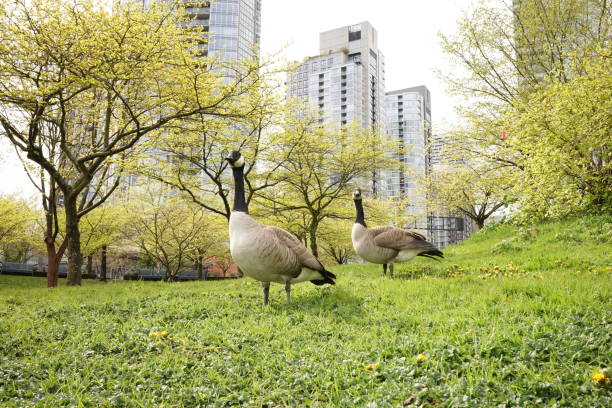 istock North America Bird Collection 2022 1394334676