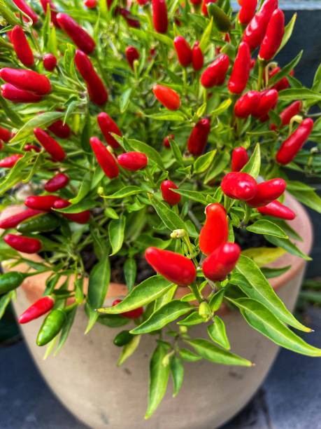 Very Small Chilli 4,700+ Tiny Fiery Chilli Stock Photos, Pictures & Royalty-Free Images ...