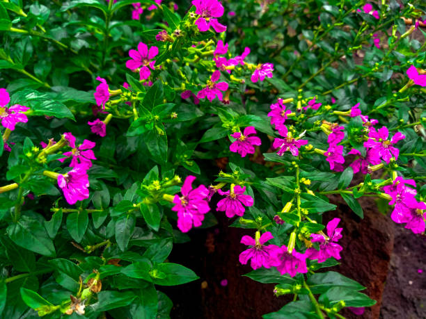 istock wildflowers that grow and bloom bright purple 1394336809