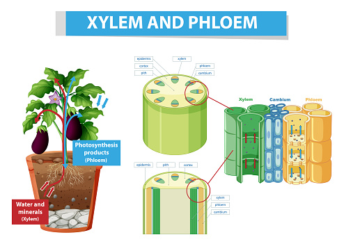 Diagram showing xylem and phloem in plant illustration