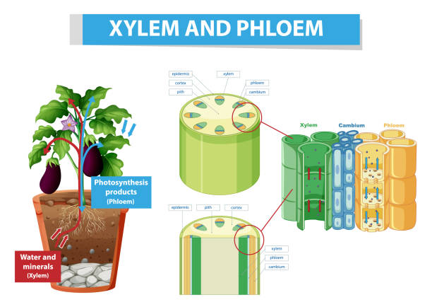 Diagram showing xylem and phloem in plant Diagram showing xylem and phloem in plant illustration vascular bundle stock illustrations