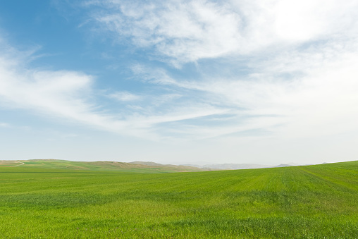 green grass of a meadow with horizon and blue sky in background