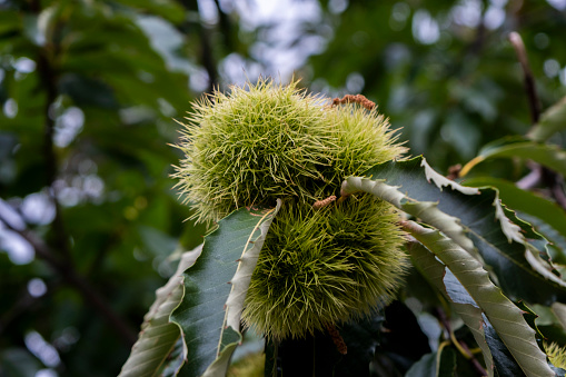 Castanea sativa or Chestnut hedgehog, the chestnut tree belongs to the family of the fagáceas. Green nut with shell on tree with foliage. Beautiful autumn background with copy space