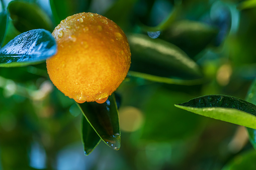 One ripe tangerine on a fruit tree branch close-up. Photo of fruit bushes. Home tropical plants. Horizontal photo in green and orange colors.