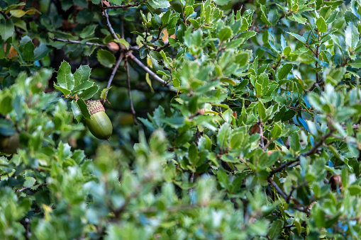 Green growing acorns on oak branch with thorny leafs. Oak acorn. Seeds, fruits and nuts of a forest tree. Autumn background with large blank space for additional text.