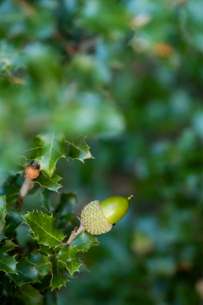 Green growing acorns on oak branch with thorny leafs. Oak acorn. Seeds, fruits and nuts of a forest tree. Autumn background with large blank space for additional text.