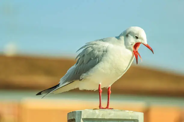 We can see seagulls in the city during winter