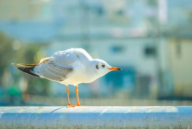 We can see seagulls in the city during winter