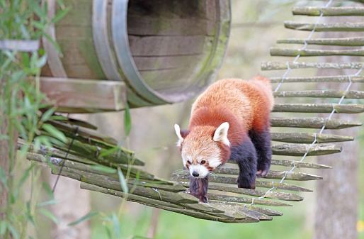 Firefox, the Red Panda (Ailurus fulgens) walking