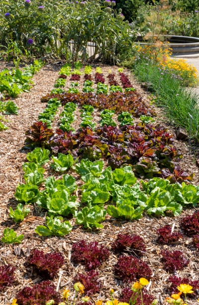 istock Young red and green lettuce plants. 1394344087
