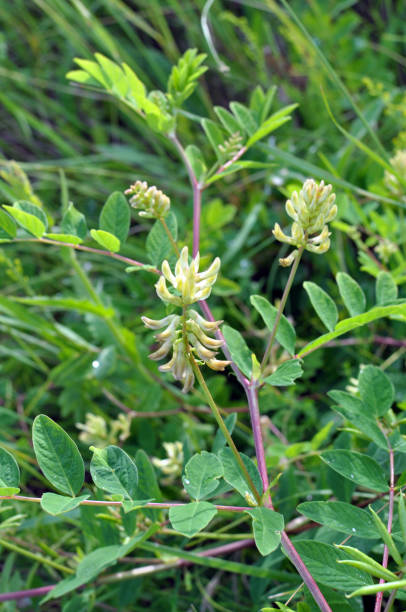 istock Astragalus (Astragalus glycyphyllos) grows in nature 1394345590