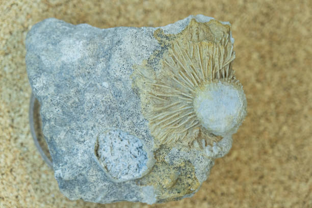 Brachiopods. Selective focus. Close-up background and texture.